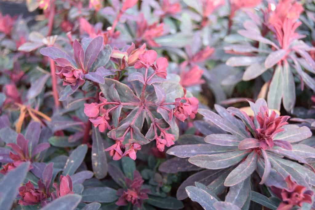 Euphorbia amygdaloides 'Purpurea' ---